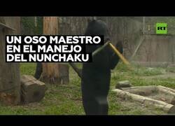 Enlace a Un oso experto en el uso del nunchaku sorprende en un zoo de Japón