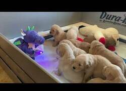 Enlace a Un muñeco interactivo cuida de 10 cachorros