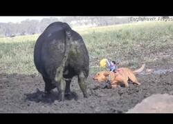 Enlace a Cowboys en miniatura controlan el ganado