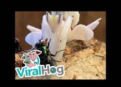 Enlace a La Mantis Religiosa sabe mejor que nadie como alimentarse engañando a sus presas