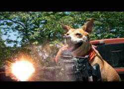 Enlace a Crea un corto con su perro totalmente de acción en el que el resultado es muy genial