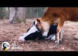 Enlace a Vaca rescatada encuentra una hermanita