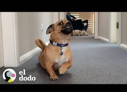 Enlace a Este perro se arrastra para rascarse la barriga todas las mañanas