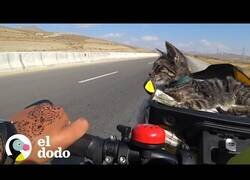 Enlace a Mujeres en viaje en bici rescatan una gatita callejera