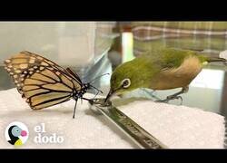 Enlace a Este pájaro entabla amistad con las mariposas
