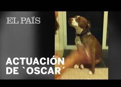 Enlace a Un perro simula un desmayo para evitar que le corten las uñas