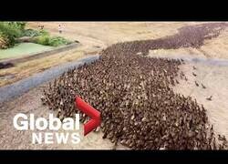 Enlace a 10.000 patos se encargan de limpiar campos de conreo