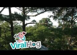 Enlace a Un halcón ataca a un dron