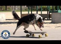 Enlace a El perro 'skater' con un record Guiness