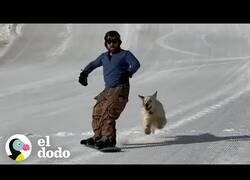Enlace a La perrita que adora hacer snowboard