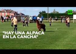 Enlace a Una alpaca irrumpe en mitad de un partido de fútbol