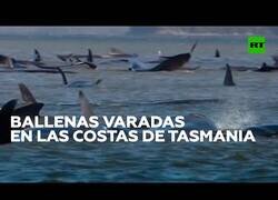 Enlace a Casi 300 ballenas quedan varadas en las costas australianas