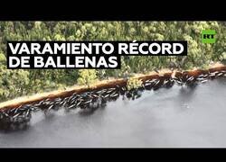 Enlace a ¿A qué se debe el varamiento masivo de ballenas en Australia?