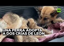 Enlace a Estos cachorros de león tienen a una perrita como madre