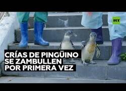 Enlace a Así se zambullen por primera vez unas crías de pingüino