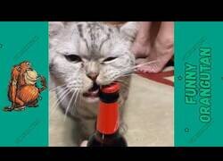 Enlace a Lamentables 'Life Hacks' recopilados en Tik Tok