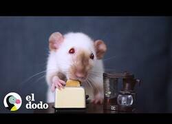 Enlace a Mujer cocina platos en miniatura para sus ratitas