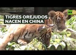 Enlace a Nacen tigres 'orejudos' en un zoo de China
