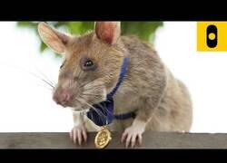 Enlace a Una rata es condecorada por salvar vidas detectando explosivos