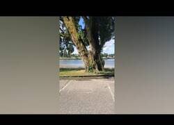 Enlace a Grabando el momento justo en el que un árbol se desquebraja
