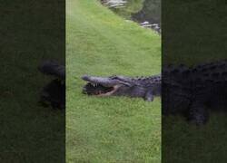 Enlace a Cocodrilo intenta comerse una tortuga