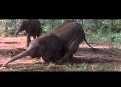 Enlace a Animales africanos emborrachándose con fruta fermentada del suelo