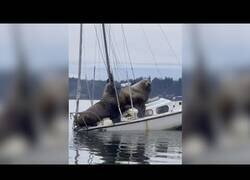 Enlace a Cuando llevas a tu mujer y a tu suegra de vacaciones juntas en barco