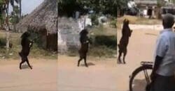 Enlace a Una cabra entrando a un pueblo erguida y caminando sobre sus patas traseras es lo que le faltaba a 2020