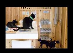 Enlace a La cafetería de la mala suerte: así es el único local dedicado a los gatos negros del mundo