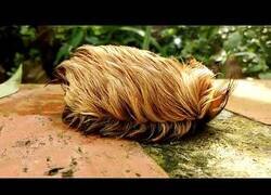 Enlace a Cuando llevas 2 meses sin lavar el peluquín (En realidad es una oruga peluda gigante)