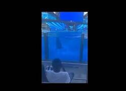 Enlace a Hoy las orcas estaban de cachondeo