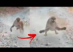 Enlace a Un puma acosa y persigue a un corredor durante seis minutos agónicos