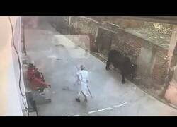 Enlace a Y por eso no se aconseja molestar a un toro