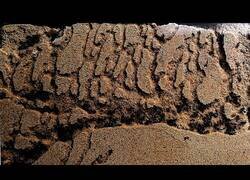 Enlace a El 'time-lapse' de la creación de un hormiguero