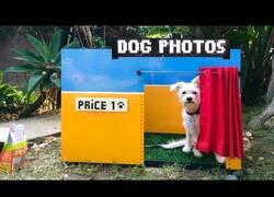 Enlace a Creando un 'set de sefies' para perros con fichas de Lego