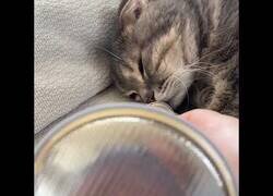 Enlace a Microfonando los sonidos de un gato mientras duerme