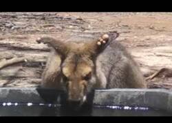 Enlace a Unos cuervos intentan echar de su bebedero a un canguro