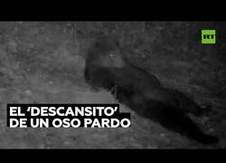 Enlace a Captan a un oso tomándose un merecido descanso
