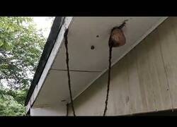 Enlace a Hormigas crean un increíble puente para atacar una colmena