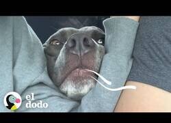 Enlace a ¿Quién necesita una alarma para despertarse teniendo a este perro?