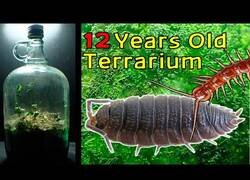 Enlace a ¿Qué hay dentro de un terrario cerrado herméticamente durante 12 años?