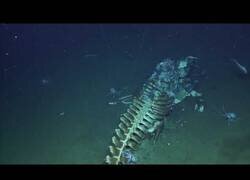 Enlace a Los restos de una ballena son devorados por la fauna marina