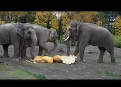 Enlace a Ver elefantes comer calabazas gigantes es todo un espectáculo