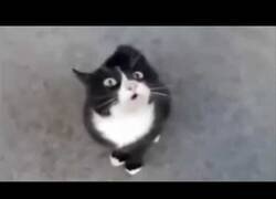 Enlace a Tan solo unos cuantos animales con autotune