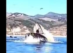 Enlace a Dos kayakistas, a punto de ser engullidos por una ballena