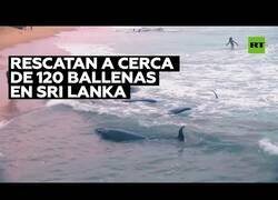 Enlace a Rescatando a un centenar de ballenas que quedaron varadas en la costa de Sri Lanka