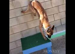 Enlace a El perro más hábil que verás hoy