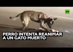Enlace a Un perro intenta reanimar a un gato fallecido