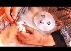 Enlace a Este gato probablemente viva mejor de lo que tú y yo haremos nunca