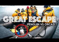 Enlace a Pingüino salta a un bote huyendo de una orca